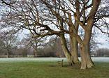 Wintry trees on the Gordon Jones Playing Field
